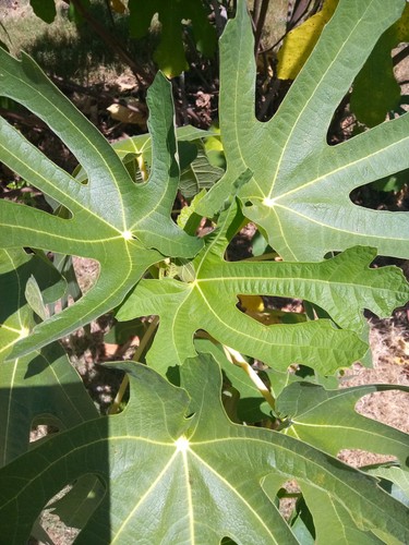 Fig leaves fresh - 12,